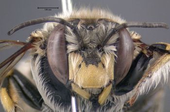Media type: image;   Entomology 610798 Aspect: head frontal view